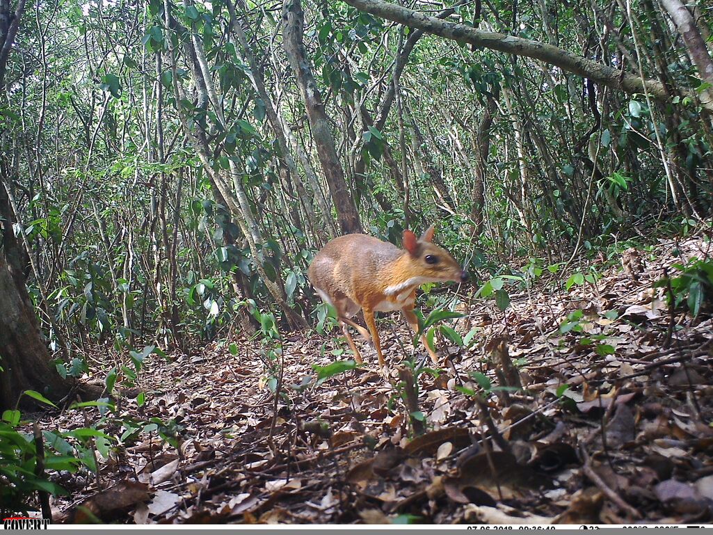 Camera trap image of the lost Silver-backed Chevrotain in Vietnam. (Photo by the Southern Institute of Ecology/Global Wildlife Conservation/Leibniz Institute for Zoo and Wildlife Research/NCNP)