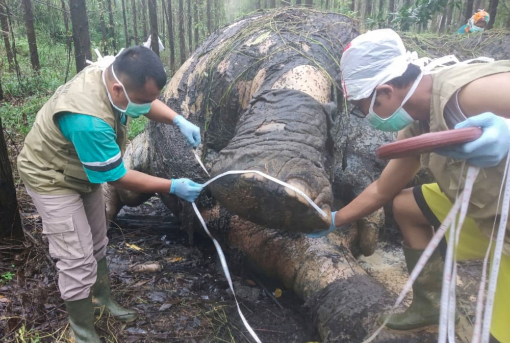 Indonesian Natural Resources Conservation Center (BKSDA) veterinarians examine a Sumatran elephant which died at the industrial timber plantation of PT Arara Abadi in Siak, Riau province, Indonesia, November 19, 2019 in this photo taken by Antara Foto. An