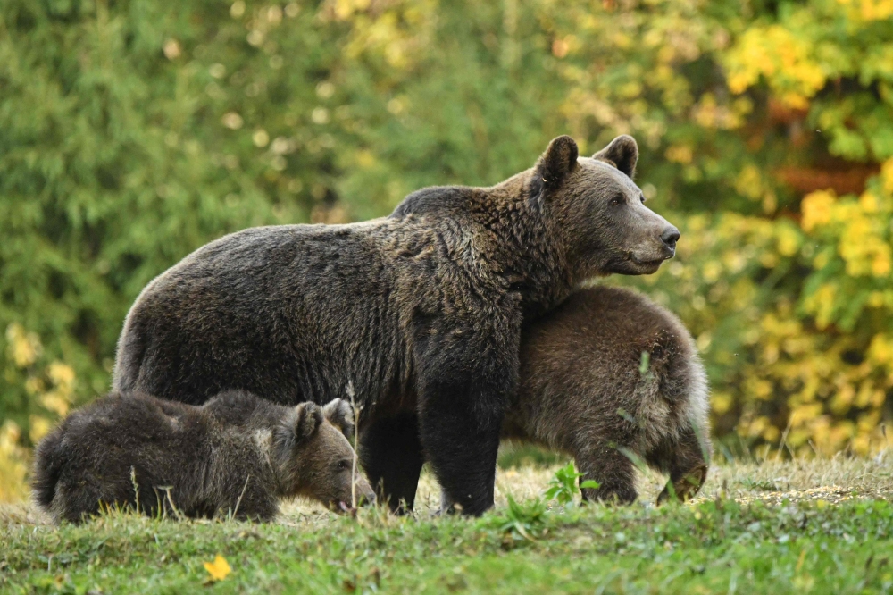 A bear is pictured next to her three cubs at a bear observatory next to Tusnad touristic resort in central Romania, October 19, 2019. AFP / Daniel Mihailescu
