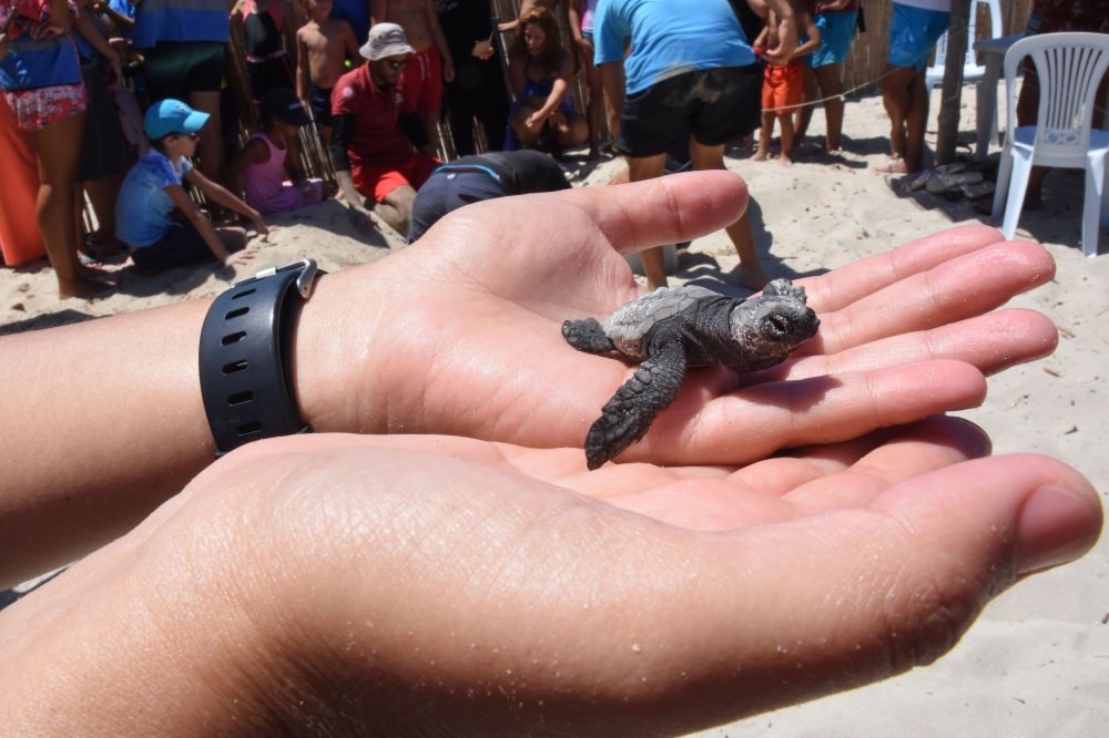 A member of a Tunisian conservation association shows a marine turtle hatchling at a beach on Tunisia's Kuriat Island, on August 17, 2019. AFP / Akim Rezgui
 