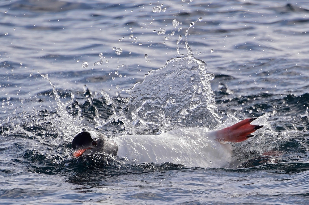 A Gentoo penguin (Pygoscelis Papua) swims on Half Moon island, Antarctica on November 09, 2019. / AFP / Johan Ordonez
 