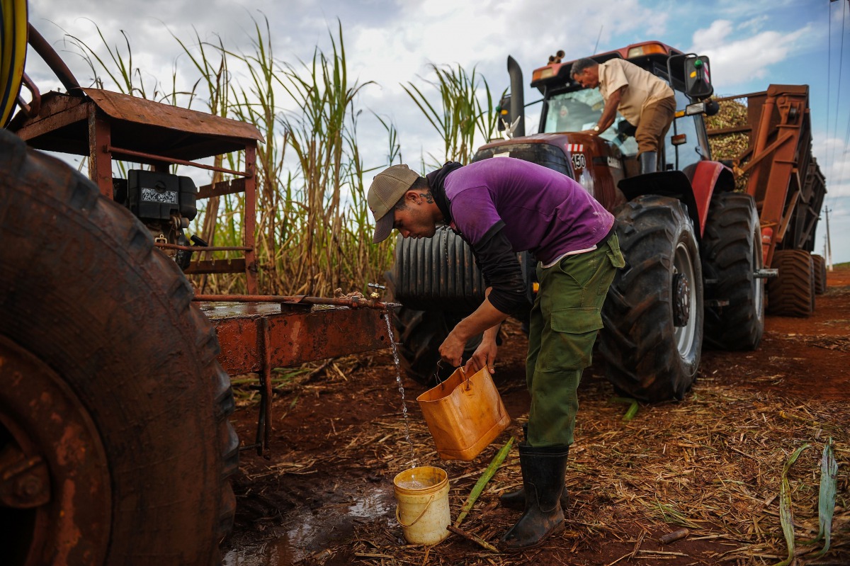 Representative image (Men work in a cane field in Calimete Matanzas province in Cuba on March 16, 2017) AFP
