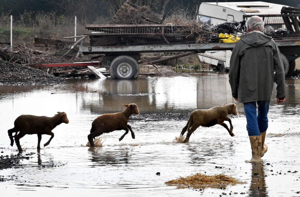 A shepherd watches over lambs as they run through floodwaters on a farm at Pertuis, southern France, on December 2, 2019, following fresh torrential rains over south-eastern France. AFP / Gerard Julien
 