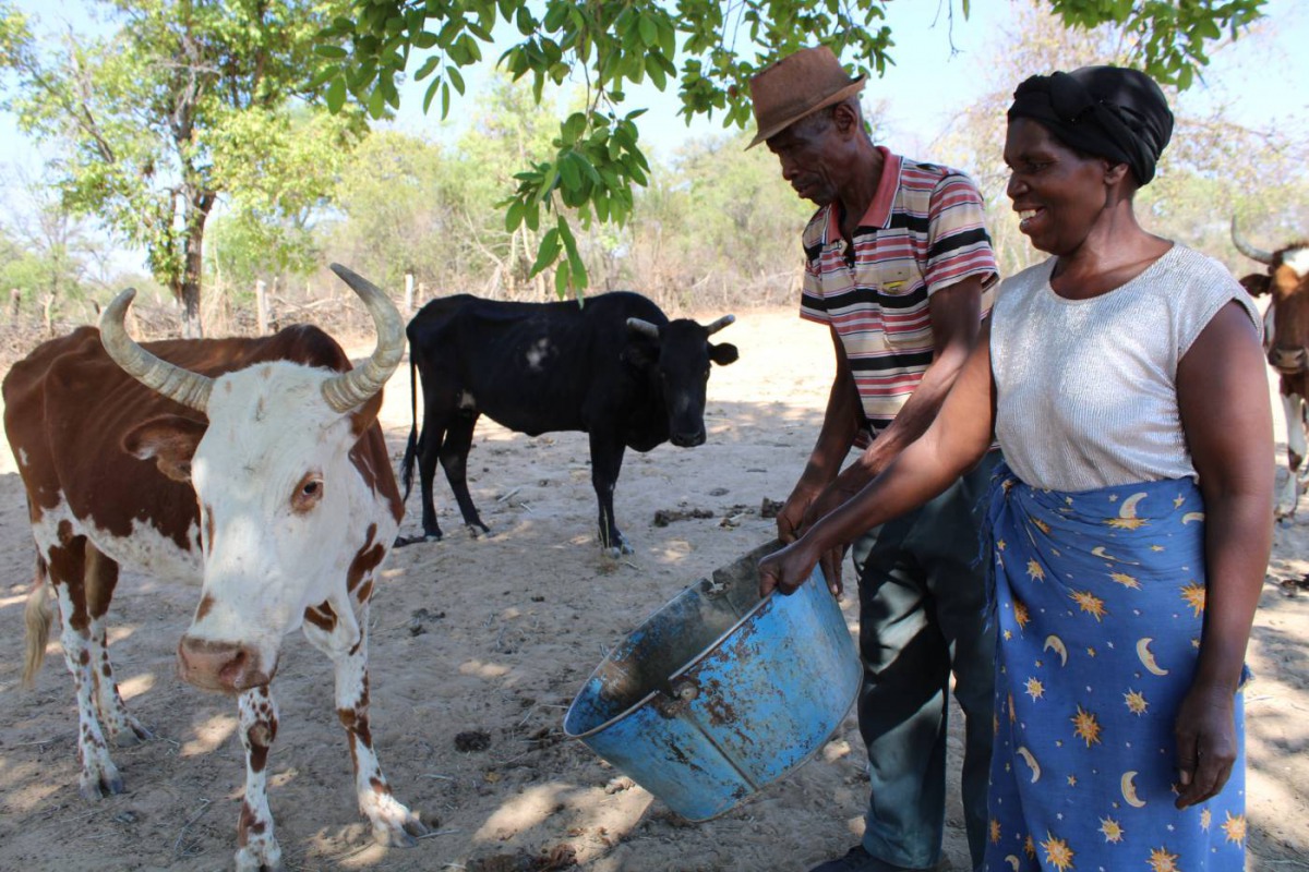 Daniel and Siphiwe Moyo offer feed to one of their drought-emaciated cows in Nesigwe village, in Zimbabwe's Nkayi district, November 6, 2019. Thomson Reuters Foundation/Busani Bafana