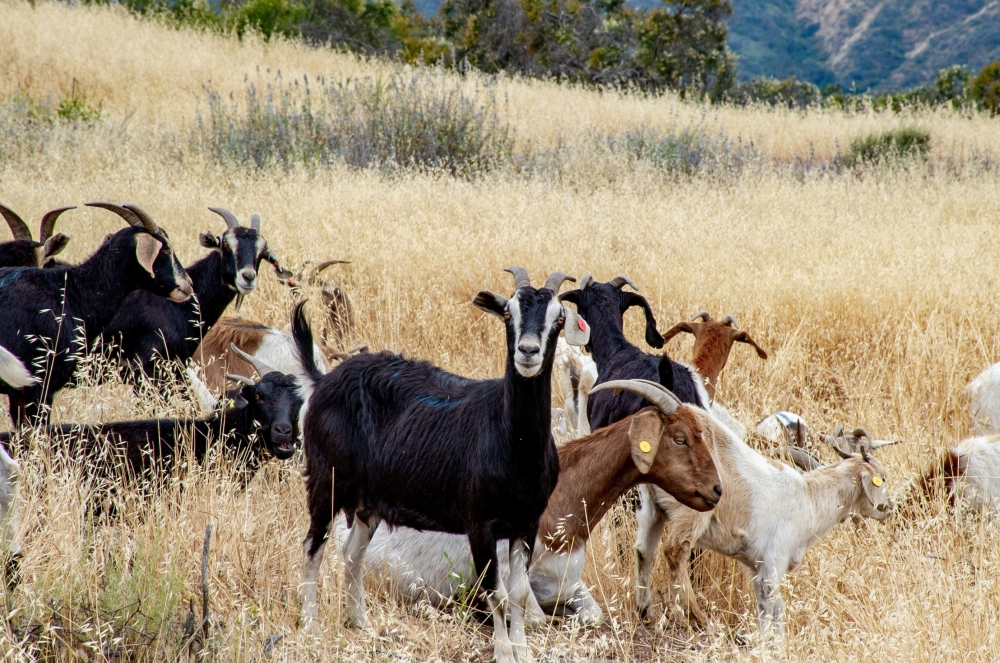 FILE PHOTO: Goats, deployed on scrubland surrounding the Ronald Reagan Presidential Foundation & Institute, gather in Simi Valley, California, in an undated photo released to Reuters on December 6, 2019. Courtesy The Ronald Reagan Presidential Foundation 