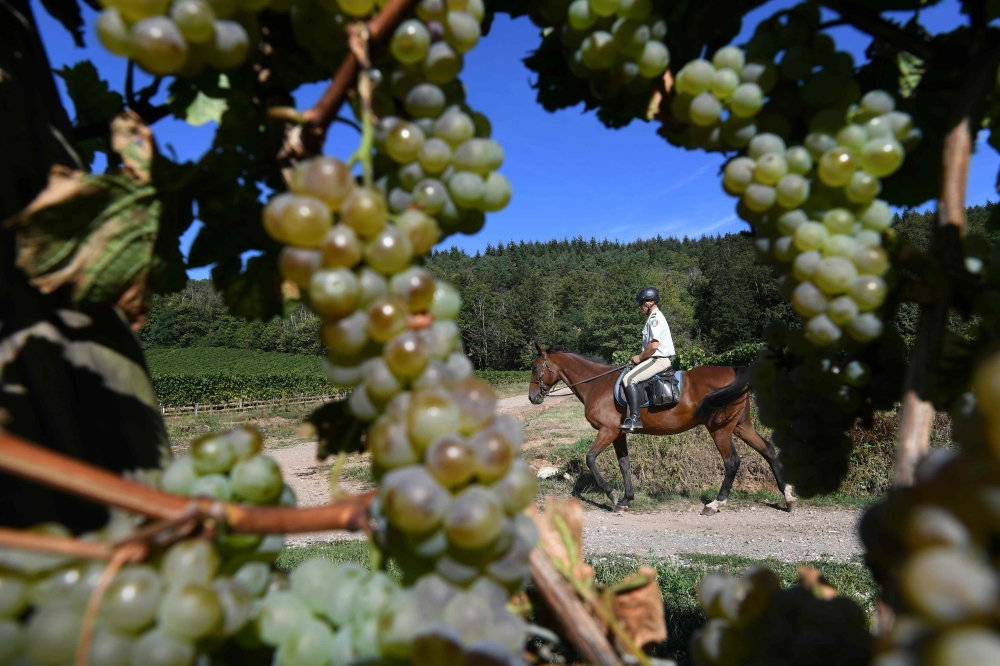 Representative image (AFP / Sebastien Bozon) 