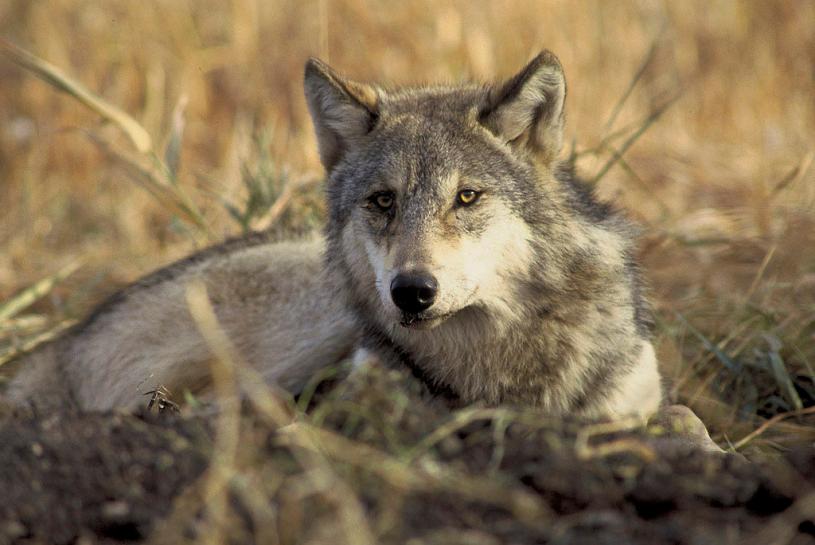 A handout file photo of an endagerered gray wolf from the US Fish and Wildlife Service via Reuters