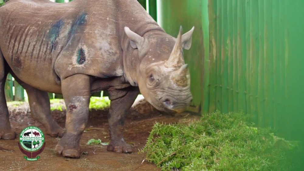 The rhino named Fausta is seen in Ngorongoro, Tanzania. December 29, 2019. /Reuters