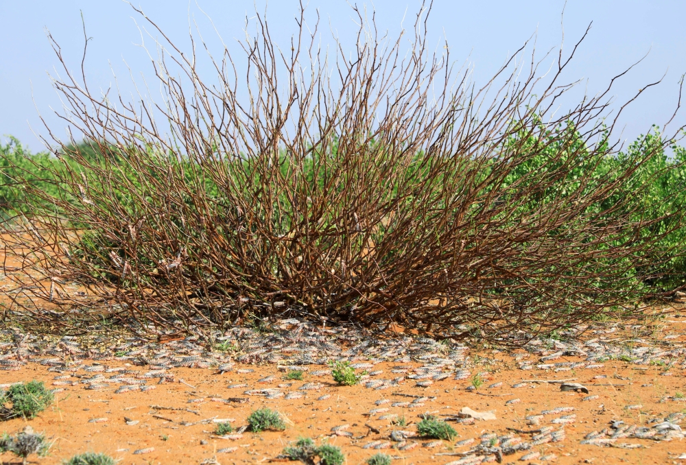 Desert Locusts are seen in a grazing land on the outskirt of Dusamareb in Galmudug region, Somalia December 22, 2019. REUTERS/Feisal Omar/File Photo
