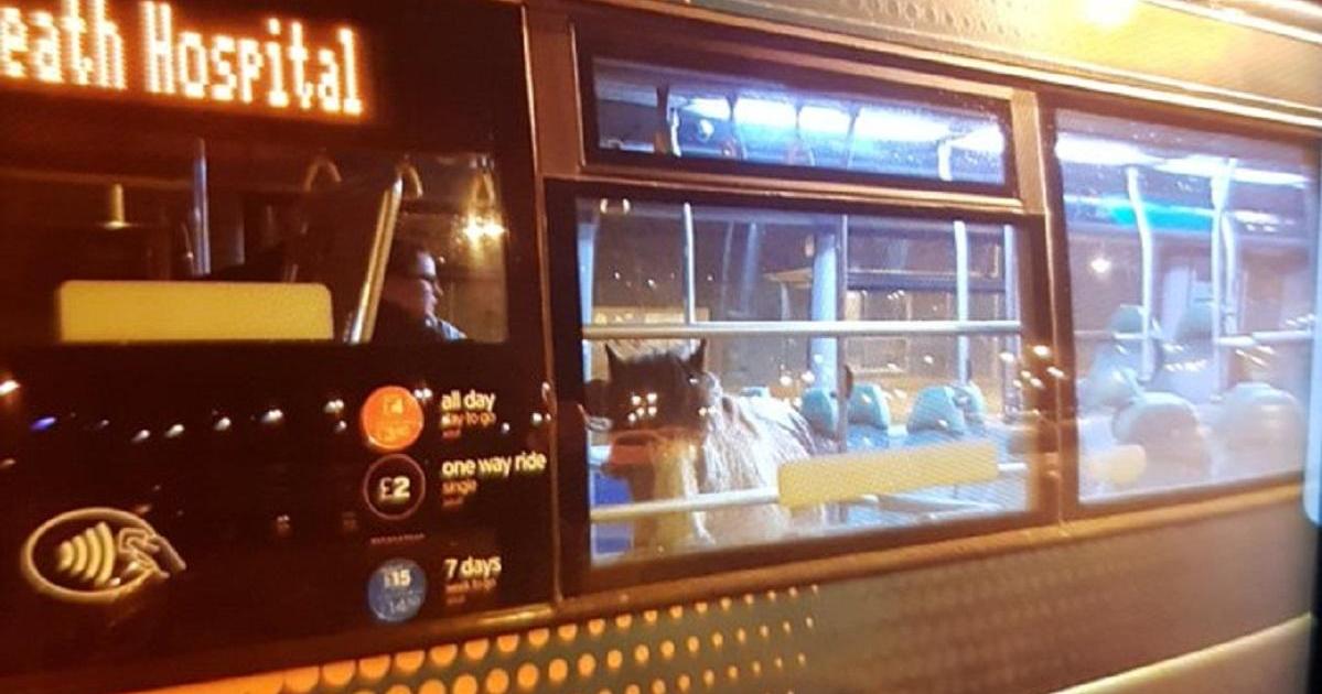 South Wales Police tweeted a picture of the animal on the bus.