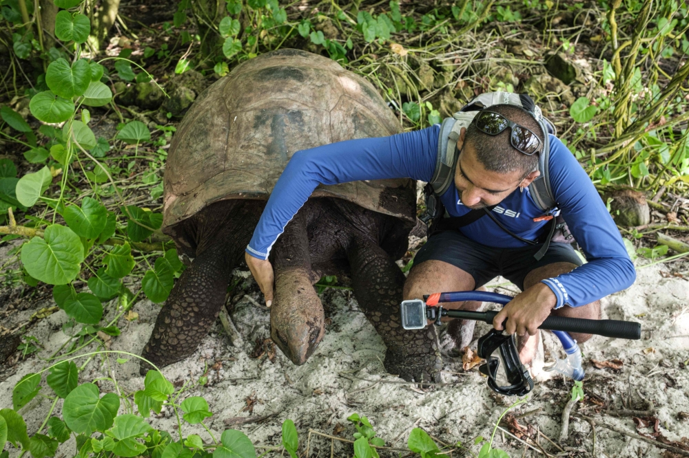 Yan Coquet, program coordinator of the conservation boot camp, comforts an Aldabra giant tortois as he monitors Cousin Island, a nature reserve island managed by Nature Seychelles November 21, 2019. AFP / Yasuyoshi Chiba 