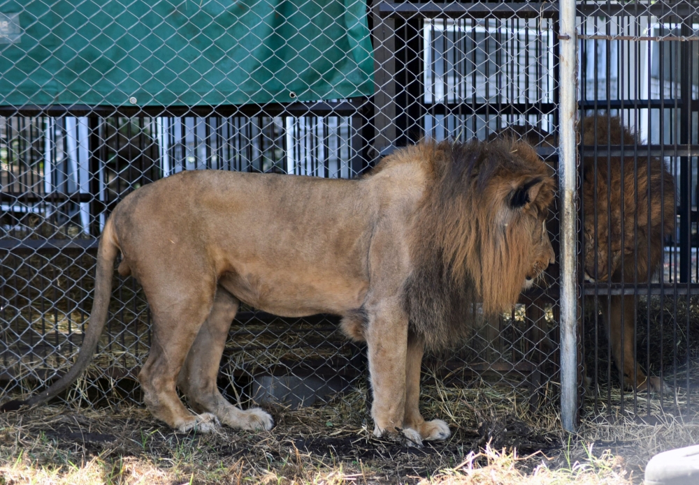 View of two lions, from a group of 12 tigers and 5 lions that had been rescued from Guatemalan circuses, before being transferred to South Africa, in Santa Elena Barillas, Colonia San Gregorio, 29km of Guatemala City, on January 18, 2020. AFP / Orlando Es