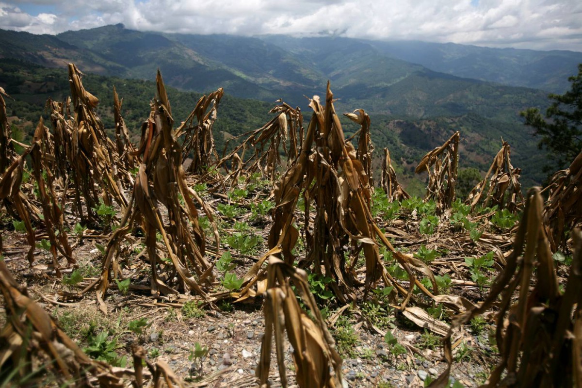 A view of corn crop, ruined by drought, in Baja Verapaz September 23, 2009. REUTERS/Daniel LeClair