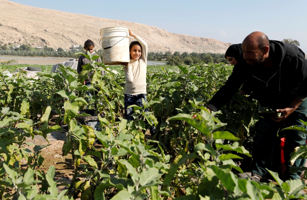 FILE PHOTO: Palestinian farmer Mohammad Masaeed picks up eggplants with his family in his farm in the village of Al-Jiftlik near Jericho in the Israeli-occupied West Bank February 5, 2020. Picture taken February 5, 2020. REUTERS