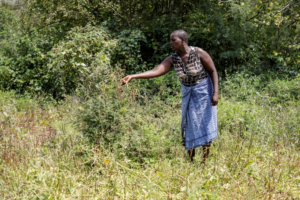 Kenyan farmer Mwende Kimanzi looks at the damage caused to her crops after locusts swarm descended on it in the region of Kyuso, Kenya, February 18, 2020. Picture taken February 18, 2020. Reuters/Baz Ratner
 