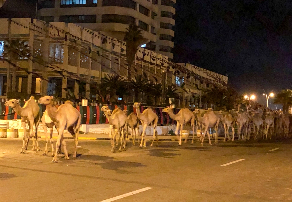 A herd of camels walk across the streets in Tripoli, Libya, February 19, 2020. Reuters / Ahmed Elumami