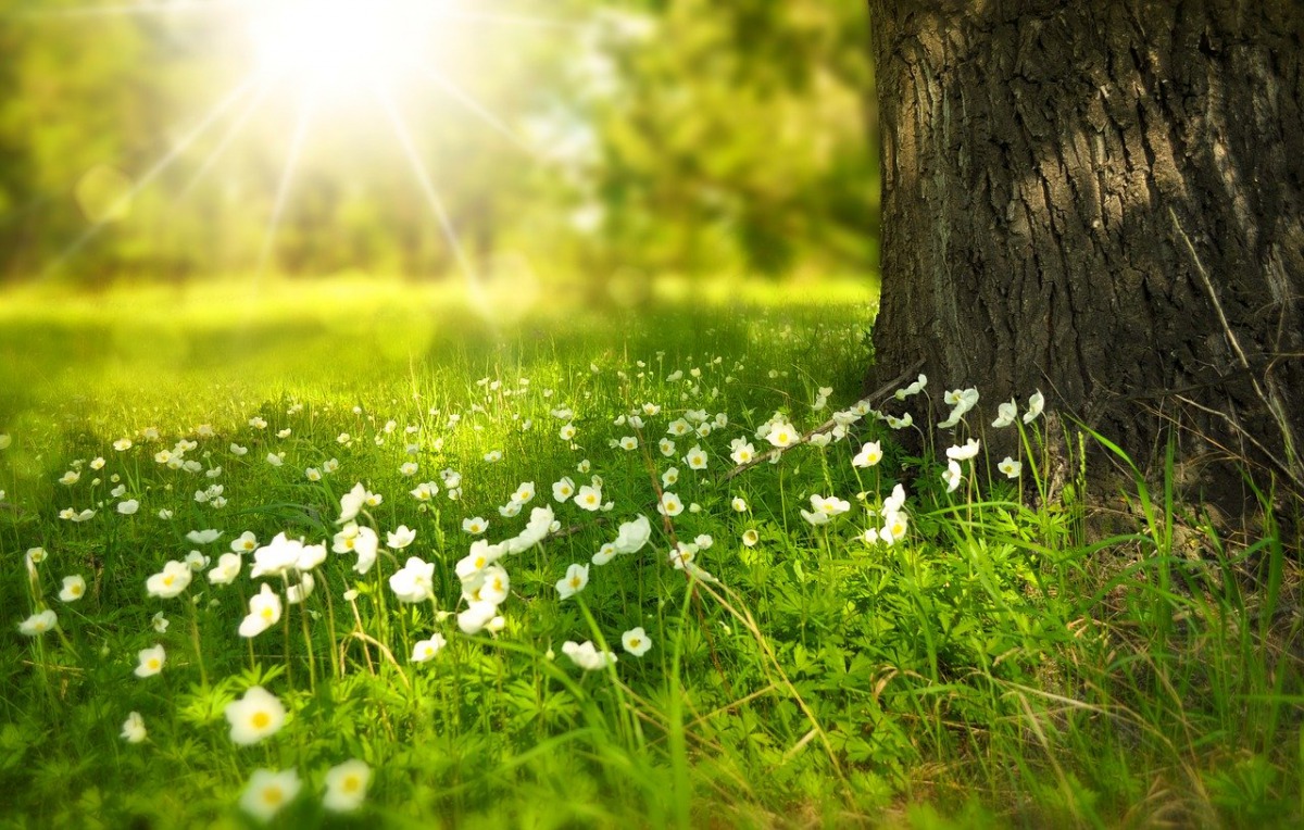 Image by Larisa Koshkina from Pixabay