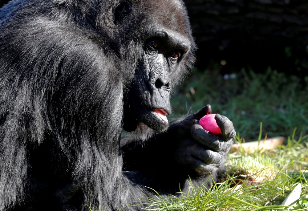 FILE PHOTO: Western lowland gorilla Fatou eats a hard-boiled Easter Egg during a media event at the Zoo in Berlin, Germany, April 16, 2019. REUTERS/Fabrizio Bensch