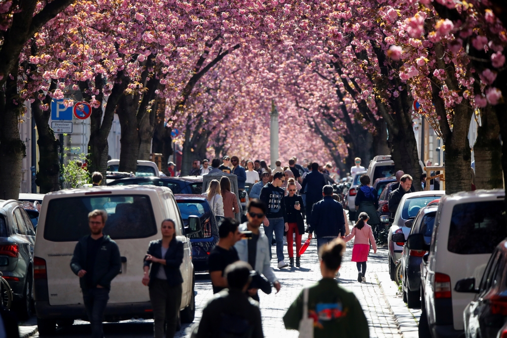 Despite of the lock-down due to the spread of the coronavirus disease (COVID-19), people gather in Heerstrasse also known as the Cherry Blossom Avenue, a magnet for tourists from all over the world during blossom-time, in Bonn, Germany April 5, 2020. REUT