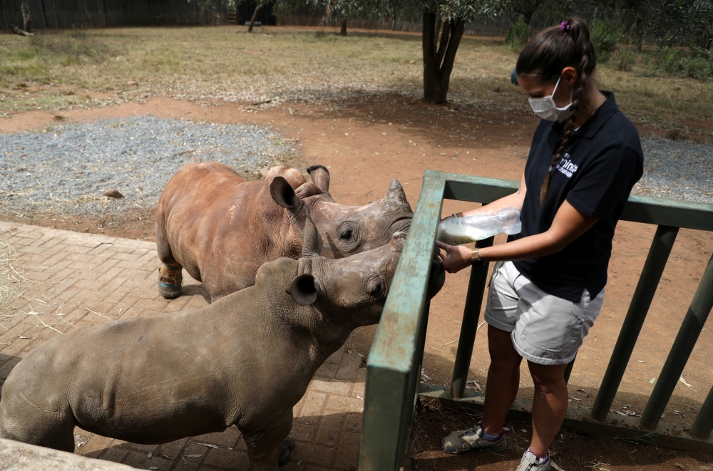 Zanrie Van Jaarsveld feeds orphaned rhinos Kolisi and Amelia, amid the spread of the coronavirus disease (COVID-19), at a sanctuary for rhinos orphaned by poaching, in Mookgopong, Limpopo province, South Africa April 17, 2020. Reuters/Siphiwe Sibeko