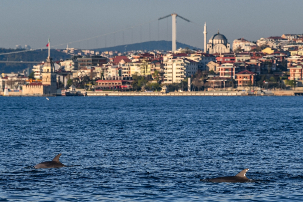 Dolphins swim in the straits of the Bosphorus where sea traffic has nearly come to a halt on April 25, 2020, as Turkish government announced a four-day curfew to prevent the spread of the epidemic COVID-19 caused by the novel coronavirus.  AFP / Ozan KOSE