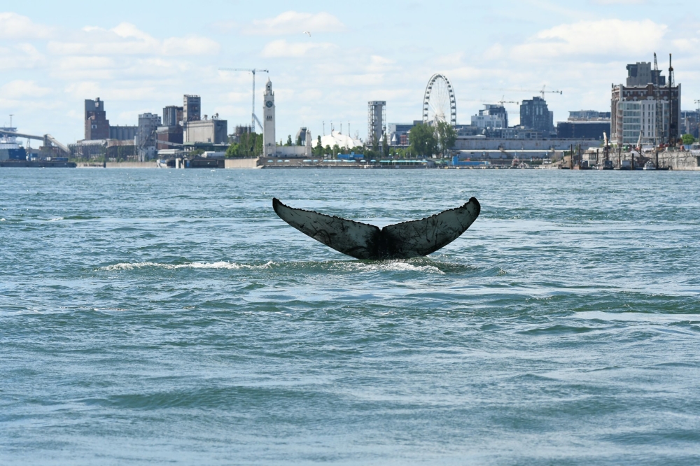 his handout picture courtesy of Reseau Quebecois d'Urgences pour les Mammiferes Marins (RQUMM) shows the tail of a humpback whale swimming in the water by Montreal on May 30, 2020. AFP PHOTO / RESEAU QUEBECOIS D'URGENCE POUR LES MAMMIFERES MARINS 