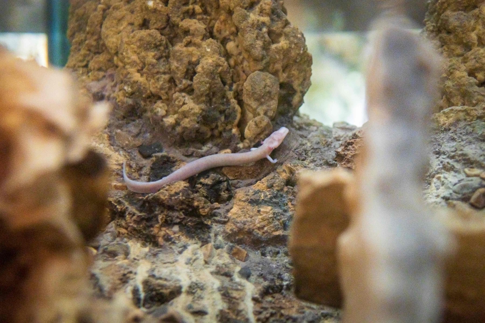 A young olm or proteus (Proteus anguinus) an aquatic salamander is seen in an aquarium in Postojna Cave, Slovenia on June 11, 2020. AFP / Jure Makovec