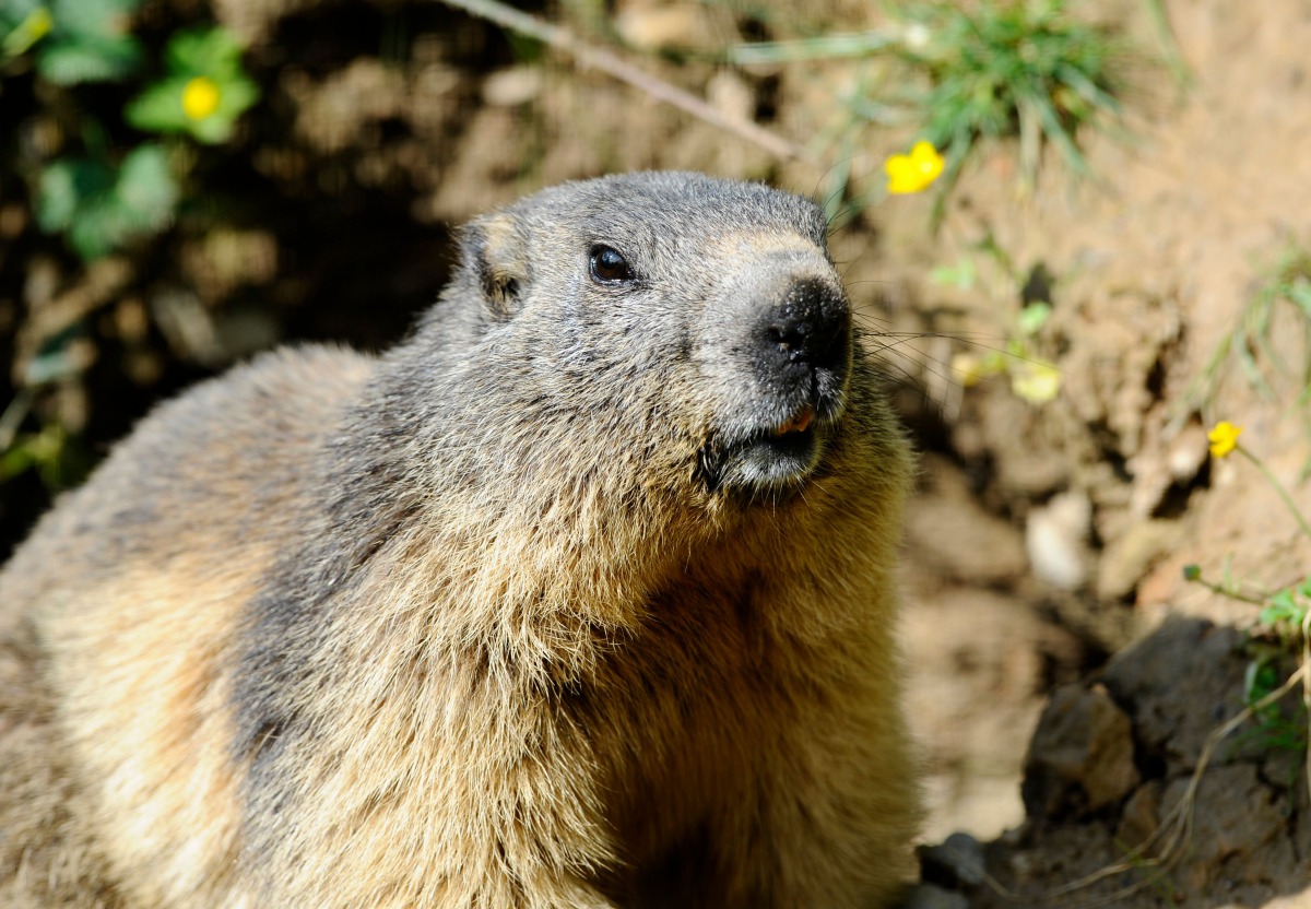 (FILES) In this file photo taken on May 25, 2016 a marmot is pictured at the Animal Park of Sainte-Croix in Rhodes, eastern France./ AFP / Jean Christophe VERHAEGEN
