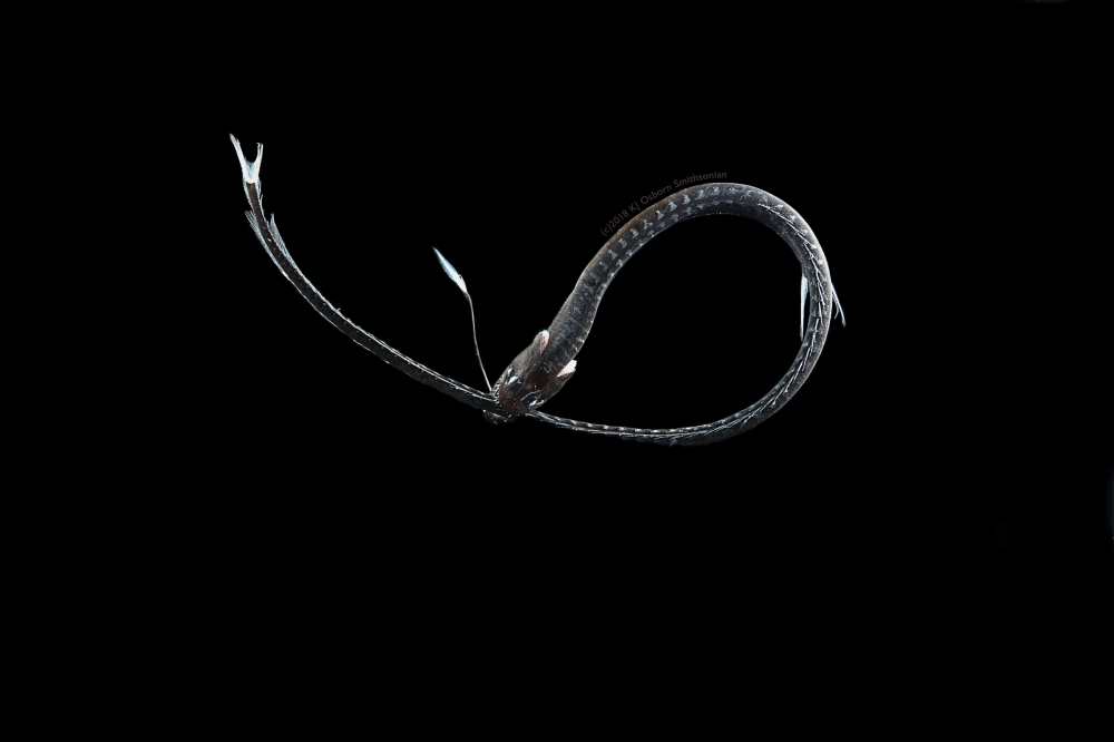 The ultra-black Pacific blackdragon (Idiacanthus antrostomus), among the deep-sea fish found to have a unique arrangement of pigment-packed granules that enables them to absorb nearly all of the light that hits their skin so that as little as 0.05% of tha
