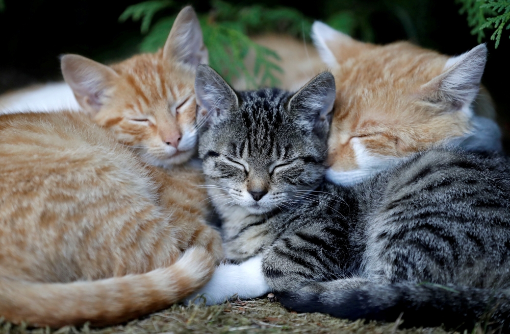 FILE PHOTO: Cats sleep in the village of Krompach near the town of Cvikov, Czech Republic, Aug. 26, 2018. REUTERS/David W Cerny/File Photo