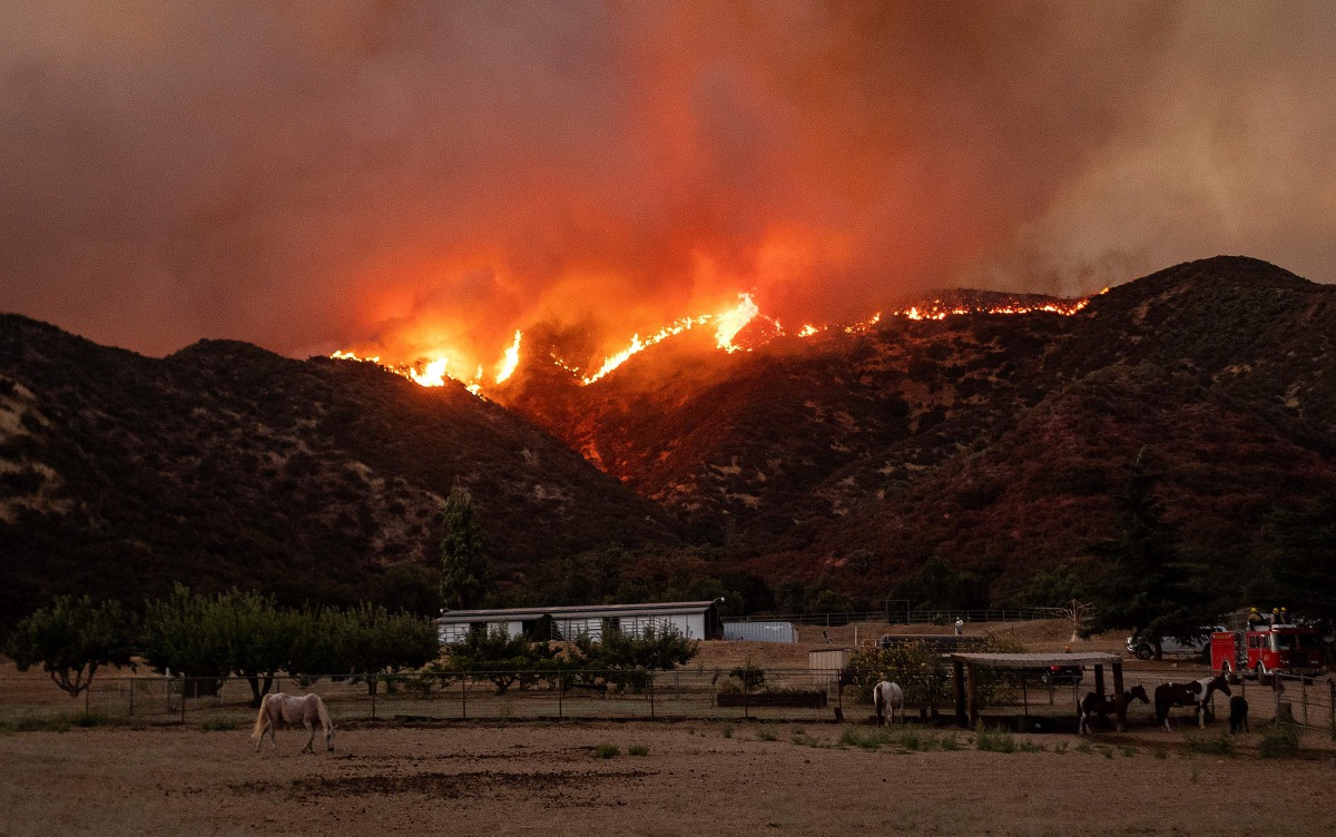 (FILES) In this file photo taken on August 01, 2020 Horses graze as flames from the Apple fire skirt a ridge in a residential area of Banning, California . / AFP / JOSH EDELSON
