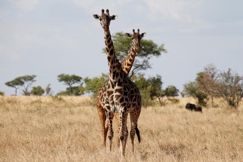 A giraffe is stands during a guided safari tour at the Dinokeng Game Reserve outside Pretoria, on August 7, 2020. / AFP / Michele Spatari
