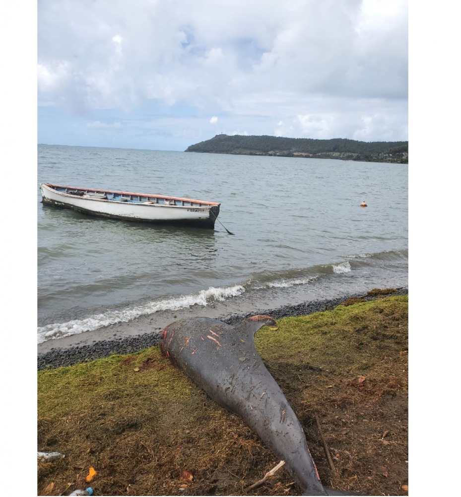 A dolphin carcass lies near the water at Grand Sable, Mauritius August 26, 2020 in this image obtained by REUTERS