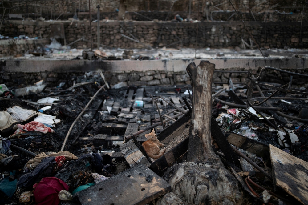 A cat is seen among burnt tents at the destroyed Moria camp for refugees and migrants, on the island of Lesbos, Greece, September 14, 2020. REUTERS/Alkis Konstantinidis 
