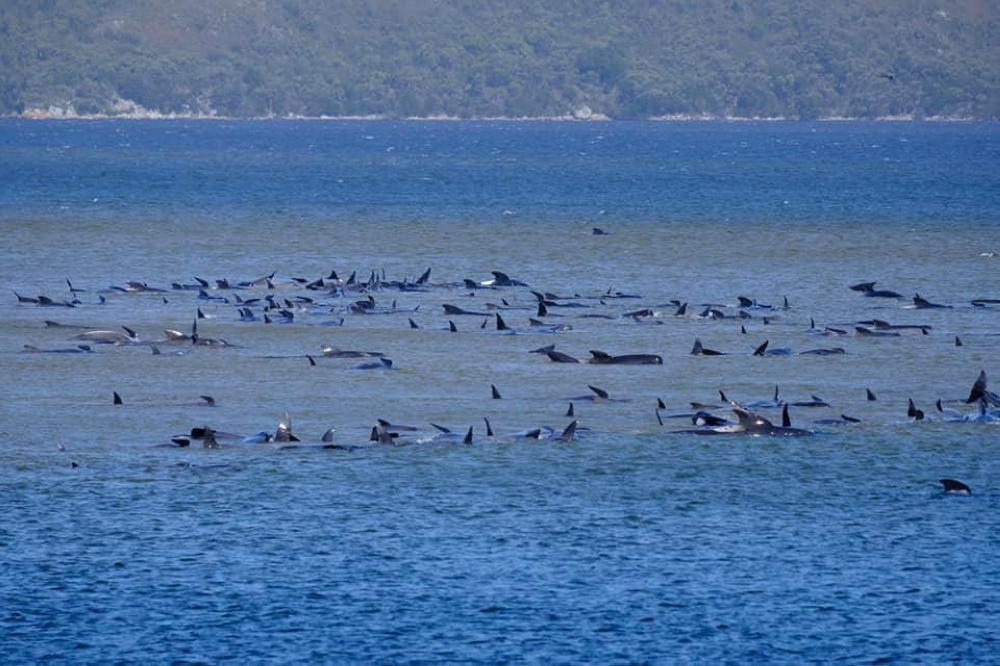 Stranded pilot whales are seen in Macquarie Heads, Tasmania, Australia September 21, 2020, in this picture obtained from social media. RYAN BLOOMFIELD/via REUTERS