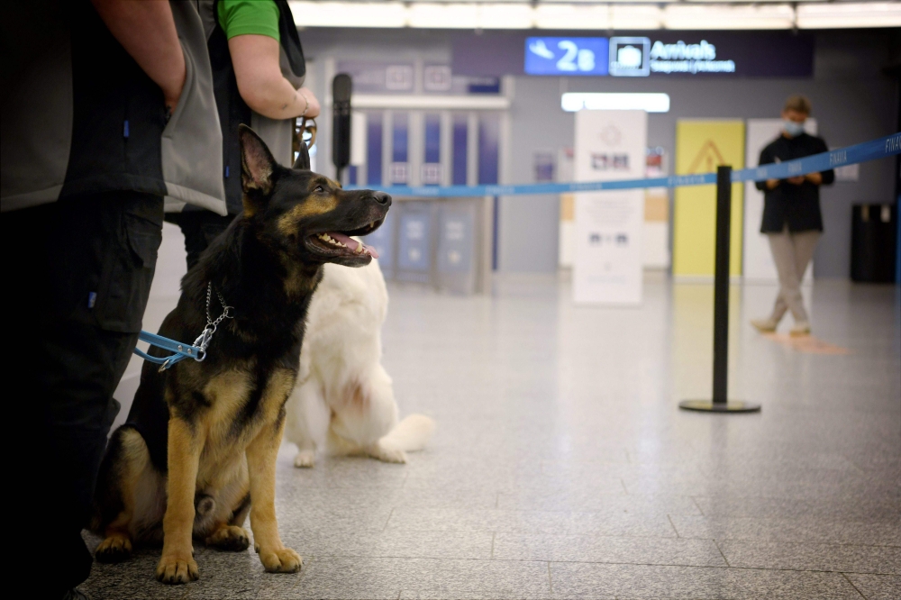 The coronavirus sniffer dog named Valo sits at the Helsinki airport in Vantaa, Finland, to detect the Covid-19 from the arriving passengers, on September 22, 2020. Finland OUT / AFP / Lehtikuva / Antti Aimo-Koivisto