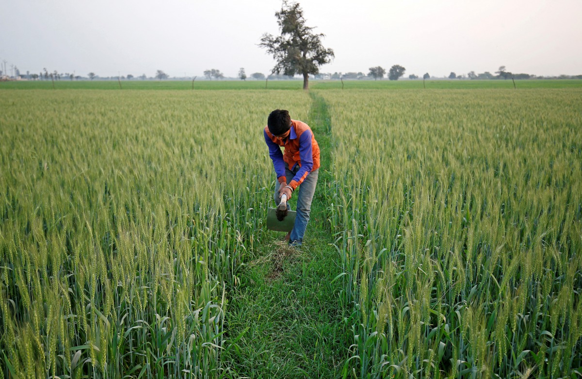FILE PHOTO: A farmer works in wheat field on the outskirts of Ahmedabad, India February 1, 2018. REUTERS/Amit Dave/File Photo
