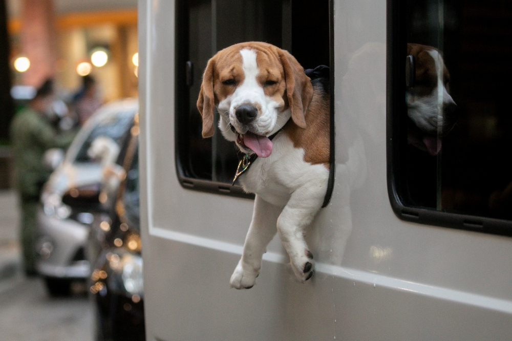 A dog aboard a vehicle reacts after being blessed at drive-thru pet blessing amid the coronavirus disease (COVID-19) outbreak on World Animal Day, in Eastwood Mall, Quezon City, Philippines, October 4, 2020. REUTERS/Eloisa Lopez