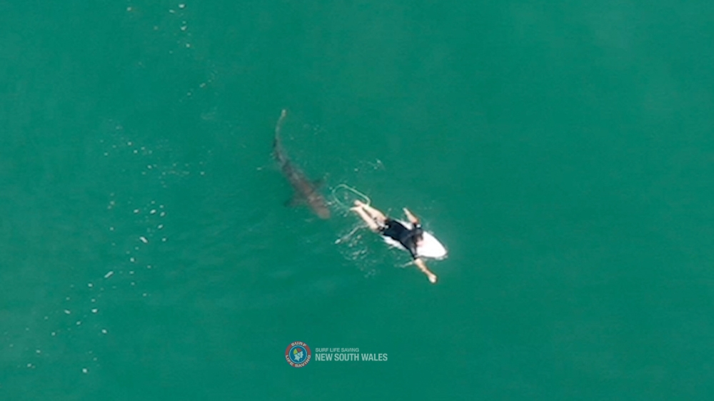 A shark swims close to World championship tour surfer Matt Wilkinson World at Sharpes Beach, New South Wales, Australia, October 7, 2020 in this photo supplied by Surf Life Saving NSW. Surf Life Saving NSW/via REUTERS