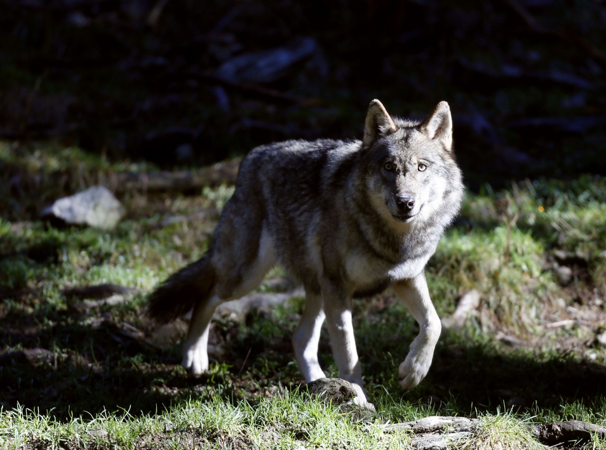 (FILES) This file photo taken on November 13, 2012 shows a wolf pictured in the Mercantour Park in Saint-Martin-Vesubie, southeastern France.  AFP / Valery HACHE