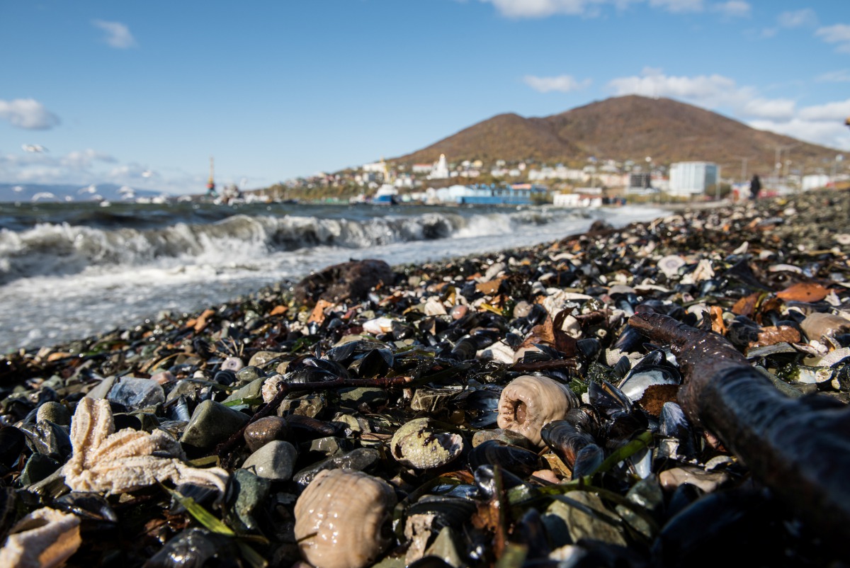 Dead sea life is seen washed up on the shore due to unexplained water pollution in Kamchatka region, Russia October 8, 2020. Dmitry Sharomov/Greenpeace Russia/Handout via REUTERS