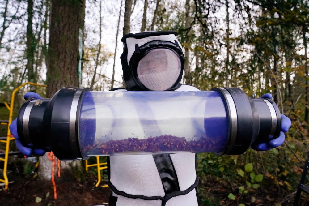 Sven Spichiger, Washington State Department of Agriculture managing entomologist, displays a canister of Asian giant hornets vacuumed from a nest in a tree behind him on October 24, 2020, in Blaine, Washington. AFP / Pool / Elaine Thompson