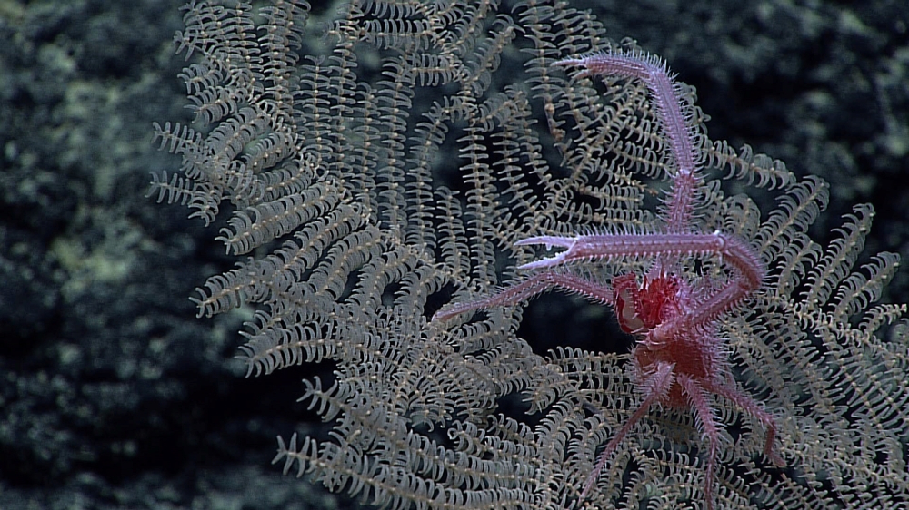 New Black Coral species Umbellapathes litocrada is seen in this handout photo from 2015 obtained by Reuters on October 28, 2020. NOAA Office of Ocean Exploration/Handout via REUTERS