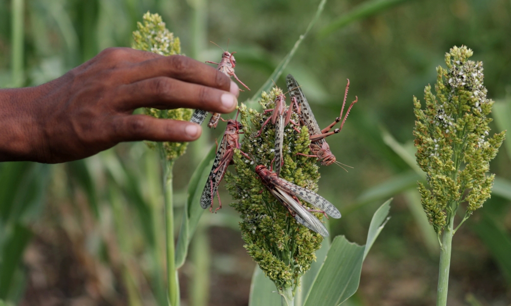 FILE PHOTO: A farmer picks locusts from his sorghum farm in Jawaha village near Kamise town Amhara region, Ethiopia October 15, 2020. October 15, 2020. REUTERS/Tiksa Negeri