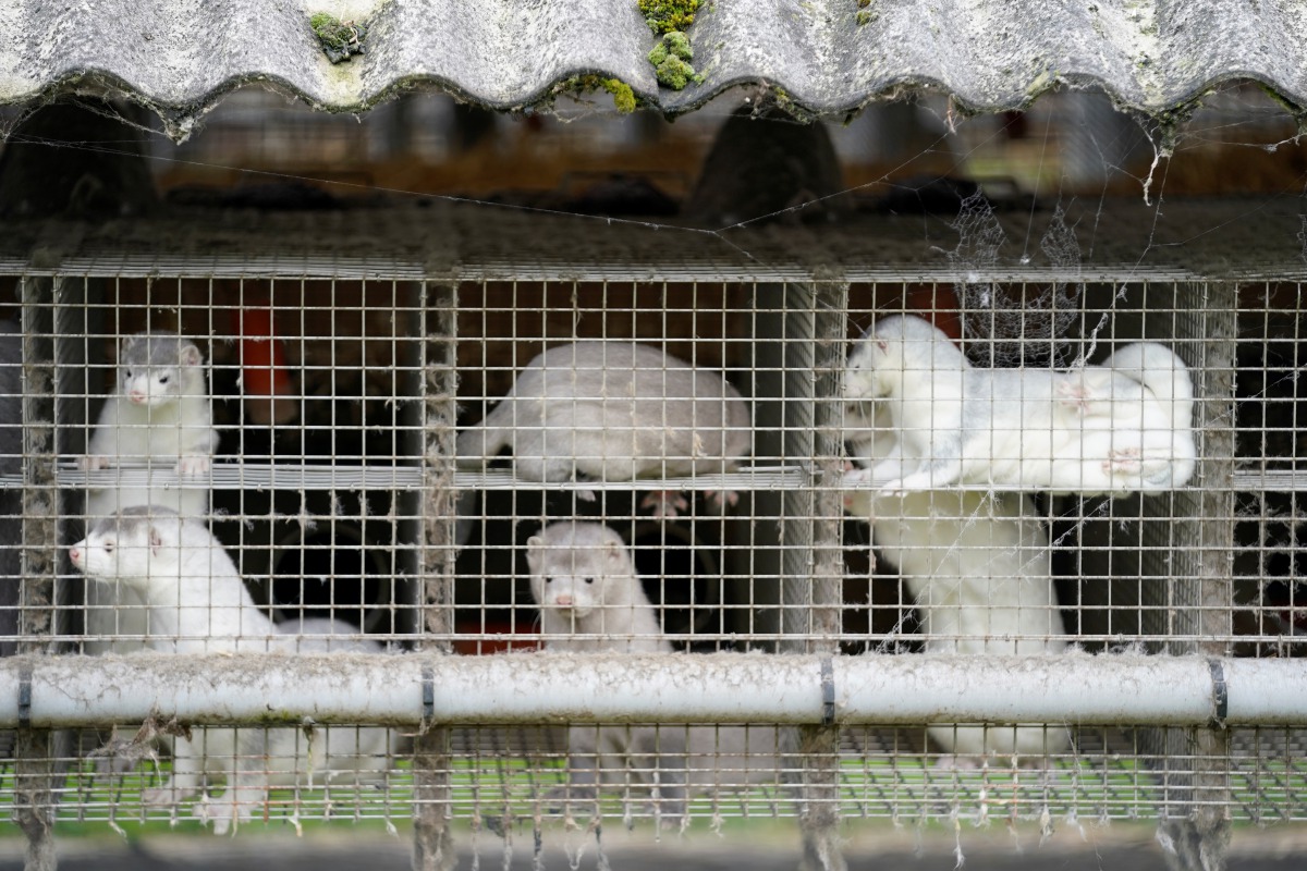 Caged minks are seen amid the coronavirus disease (COVID-19) outbreak, at a mink farm in Gjoel, North Jutland, Denmark October 9, 2020. Picture taken October 9, 2020. Ritzau Scanpix/Mads Claus Rasmussen via REUTERS ATTENTION EDITORS - THIS IMAGE WAS PROVI