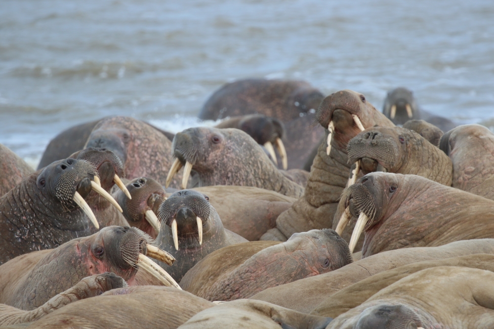 Walruses are seen on the Kara Sea coastline on the Yamal Peninsula, Russia, in this handout picture obtained by Reuters November 3, 2020. Picture obtained November 3, 2020. Arctic Research Station of the Institute of Plant and Animal Ecology/Handout via R