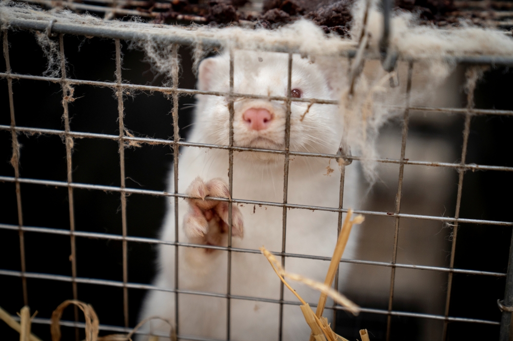 A mink is seen at the farm of Henrik Nordgaard Hansen and Ann-Mona Kulsoe Larsen near Naestved, Denmark, November 6, 2020. Ritzau Scanpix/Mads Claus Rasmussen via REUTERS.