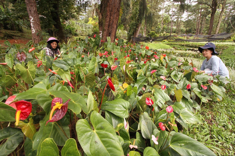 This photo taken on October 28, 2020 shows pulling weeds from a bed of plants at a park in Baguio City, north of Manila, as a spate of plant thefts from public parks in the city prompted authorities to tighten security and issue a plea for people to leave