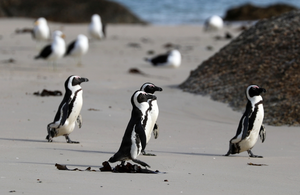 Group of endangered African penguins walk across Seaforth Beach, near Cape Town, South Africa, November 3, 2020. Picture taken November 3, 2020. REUTERS/Sumaya Hisham