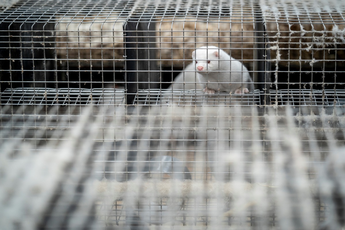 A caged Mink is seen at the farm of Henrik Nordgaard Hansen and Ann-Mona Kulsoe Larsen near Naestved, Denmark, November 6, 2020. Ritzau Scanpix/Mads Claus Rasmussen via REUTERS. 